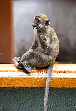 Crab-eating macaques (Macaca fascicularis) chewing on discarded circuit board, Batu Caves, Malaysia, Southeast Asia, Asia