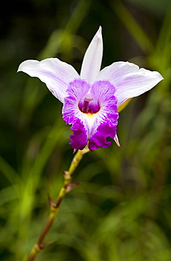 Bamboo orchid (Arundina graminifolia), Kuala Lumpur Orchid Garden (Taman Orkid), Kuala Lumpur, Malaysia, Southeast Asia, Asia