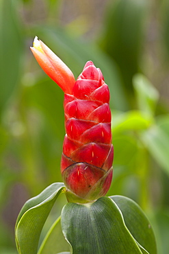 Indian Head ginger (Costus scaber [Costus spicata], Kuala Lumpur Orchid Garden (Taman Orkid), Kuala Lumpur, Malaysia, Southeast Asia, Asia