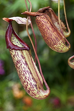 Pitcher plant (Nepenthes sp.), Kuala Lumpur Orchid Garden (Taman Orkid), Kuala Lumpur, Malaysia, Southeast Asia, Asia