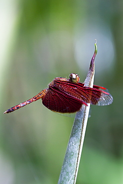 Red grasshawk dragonfly (Neurothemis fluctuans) male at rest, Kuala Lumpur Butterfly Park, Kuala Lumpur, Malaysia, Southeast Asia, Asia