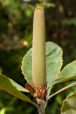 New banksia flower spike (Banksia sp.), Hopkins Creek, New South Wales, Australia, Pacific