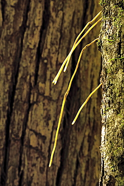 Aerial roots growing out from Rainforest Vine, Couchy Creek Nature Reserve, New South Wales, Australia, Pacific