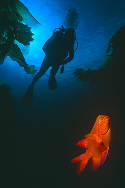 Juvenile Garibaldi fish with silhouette of diver above. California, USA.