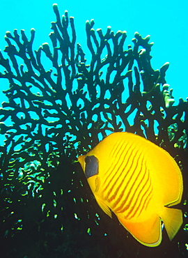 Yellow Butterfly fish in front of large fire coral. Red Sea.