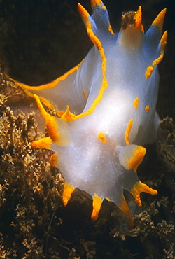 Sea Slug Nudibranch showing detail of yellow edges and white body. UK.