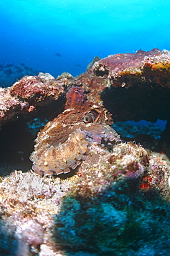 Octopus (Octopus vulgaris) showing incredible camouflage technique by hiding in reef. Cayman Islands.