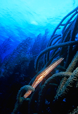 Trumpet fish hiding among soft coral. Bonaire.