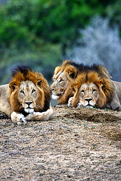 African Lions (Panthera Leo) wild adult males. Phinda Reserve, South Africa.