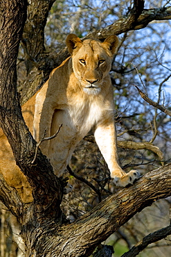 African Lion (Panthera Leo) wild adult female. Phinda Reserve, South Africa.