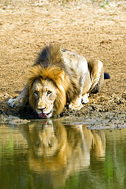 African Lion (Panthera Leo) wild adult male. Phinda Reserve, South Africa.