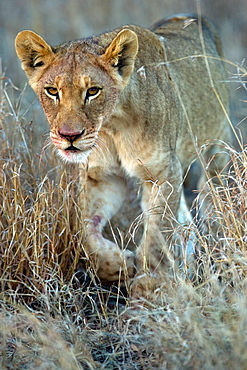 African Lion (Panthera Leo) wild female cub. Phinda Reserve, South Africa.