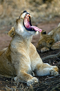 African Lion (Panthera Leo) wild adult female. Phinda Reserve, South Africa.