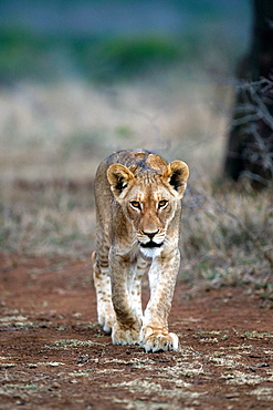 African Lion (Panthera Leo) wild female cub. Phinda Reserve, South Africa.