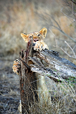 African Lion (Panthera Leo) wild cub. Phinda Reserve, South Africa.