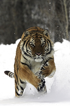 Siberian Tiger (Panthera tigris altaica) captive adult male, critically endangered. Bozeman, Montana.