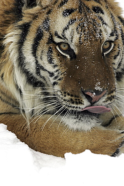 Siberian Tiger (Panthera tigris altaica) captive adult male, critically endangered. Bozeman, Montana.