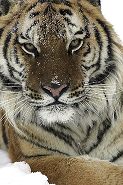 Siberian Tiger (Panthera tigris altaica) captive adult male, critically endangered. Bozeman, Montana.