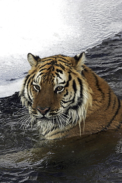 Siberian Tiger (Panthera tigris altaica) captive adult male, critically endangered. Bozeman, Montana.