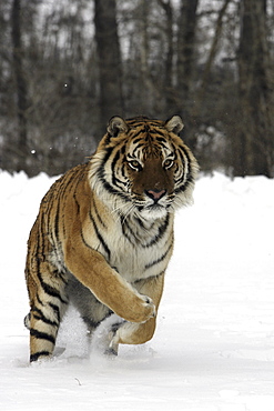 Siberian Tiger (Panthera tigris altaica) captive adult male, critically endangered. Bozeman, Montana.