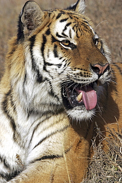 Siberian Tiger (Panthera tigris altaica) captive adult male, critically endangered. Bozeman, Montana.