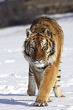 Siberian Tiger (Panthera tigris altaica) captive adult male, critically endangered. Bozeman, Montana.