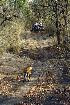 Bengal Tiger (Panthera Tigris Tigris) wild sub-adult male, critically endangered. Bandhavgarh Tiger Reserve, India.