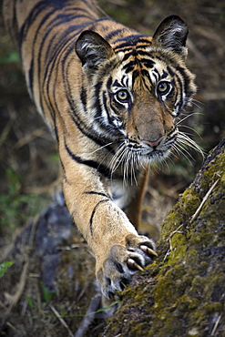 Bengal Tiger (Panthera tigris tigris) wild male cub, critically endangered. Bandhavgarh Tiger Reserve, India.