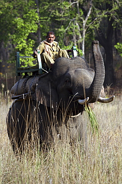 Asian Elephant, Indian Elephant and Mahout (Elephus maximus indicus) captive adult male and Mahout. Bandhavgarh Tiger Reserve, India,