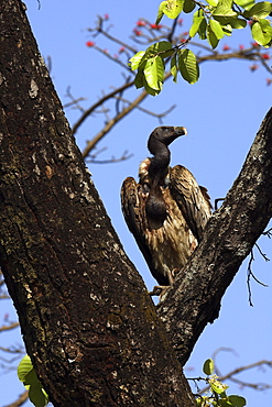 White backed vulture (Gyps bengalensis) wild adult male, critically endangered.  Bandhavgarh Tiger Reserve. India.