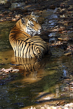 Bengal Tiger (Panthera tigris tigris) wild adult male, critically endangered.  Bandhavgarh Tiger Reserve. India.