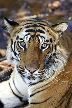 Bengal Tiger (Panthera tigris tigris),wild adult male, critically endangered. Bandhavgarh Tiger Reserve, India.