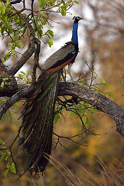 Indian blue peacock (Pavo cristatus) wild adult male. Bandhavgarh Tiger Reserve, India.