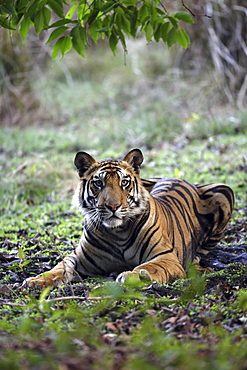 Bengal Tiger (Panthera tigris tigris),wild adult male, critically endangered. Bandhavgarh Tiger Reserve, India.