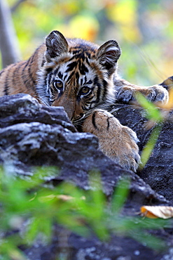 Bengal Tiger (Panthera Tigris Tigris), wild, 12 month old cub, critically endangered. Bandhavgarh Tiger Reserve, India