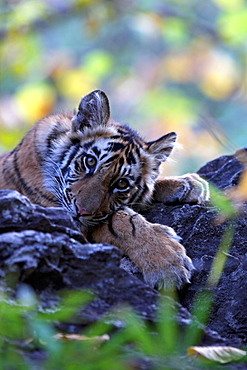 Bengal Tiger (Panthera Tigris Tigris), wild, 12 month old cub, critically endangered. Bandhavgarh Tiger Reserve, India