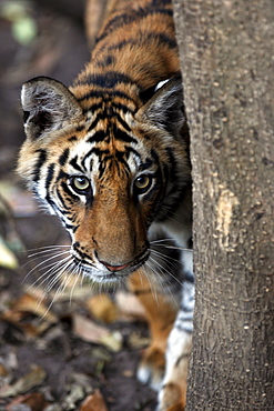 Bengal Tiger (Panthera Tigris Tigris), wild, 12 month old cub, critically endangered. Bandhavgarh Tiger Reserve, India