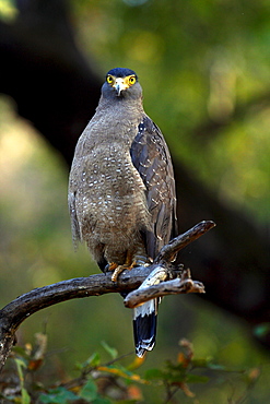 Crested Serpent Eagle (Spilornis cheela), wild. Bandhavgarh Tiger Reserve, India