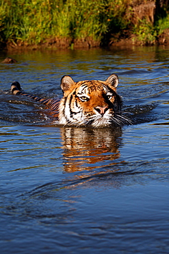 Bengal Tiger (Panthera Tigris Tigris), captive , adult male, critically endangered. Bozeman, Montana, United States