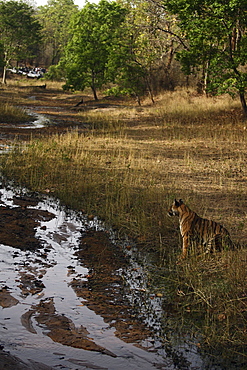 Bengal Tiger (Panthera Tigris Tigris) wild sub-adult male, critically endangered. Bandhavgarh Tiger Reserve, India.