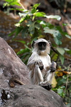 Common Langur Monkey, Gray Langur Monkey, Hanuman Monkey (Semnopithicus Entellus), wild. Bandhavgarh Tiger Reserve, India