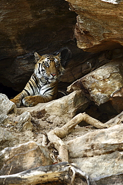 Bengal Tiger (Panthera Tigris Tigris) wild sub-adult male, critically endangered. Bandhavgarh Tiger Reserve, India.