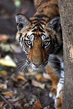 Bengal Tiger (Panthera Tigris Tigris), wild, 12 month old cub, critically endangered. Bandhavgarh Tiger Reserve, India