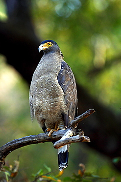 Crested Serpent Eagle (Spilornis cheela), wild. Bandhavgarh Tiger Reserve, India