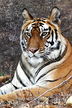 Bengal Tiger (Panthera Tigris Tigris), wild, adult female, critically endangered. Bandhavgarh Tiger Reserve, India