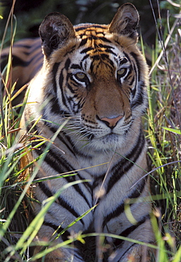 Bengal Tiger (Panthera tigris tigris),wild adult male, critically endangered. Bandhavgarh Tiger Reserve, India.