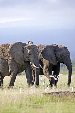 African Elephants (Loxodonta africana) wild adult females. Amboseli National Park, Kenya.