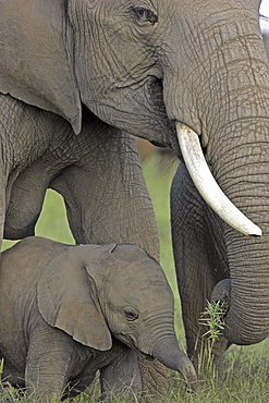 African Elephants (Loxodonta africana) wild adult female with juvenile. Amboseli National Park, Kenya.