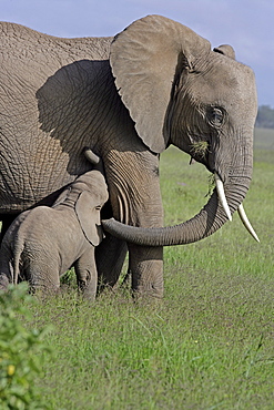 African Elephants (Loxodonta africana) wild adult female with juvenile. Amboseli National Park, Kenya.