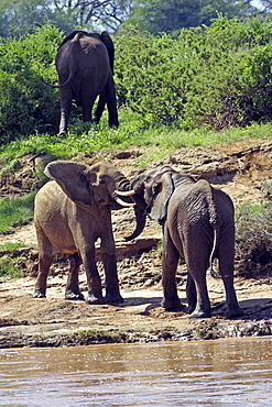 African Elephants (Loxodonta africana) wild adult males. Amboseli National Park. Kenya.